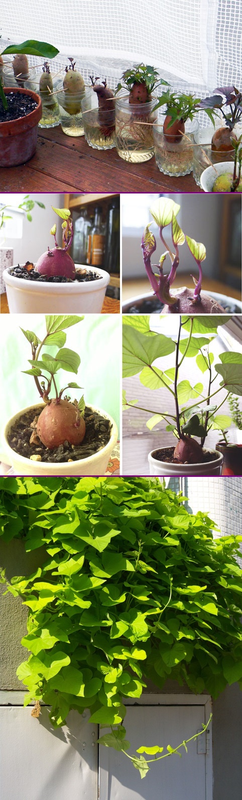 How to grow sweet potato vine plants 