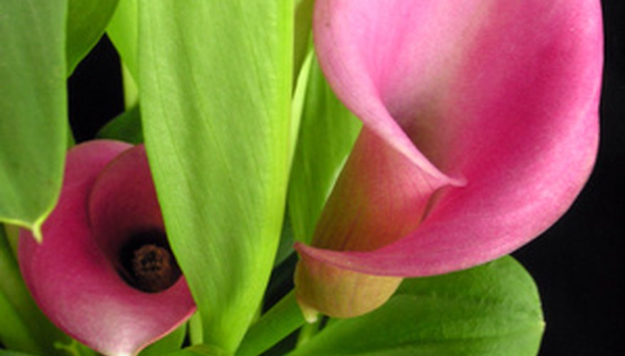 what-s-the-difference-between-calla-and-canna-lily