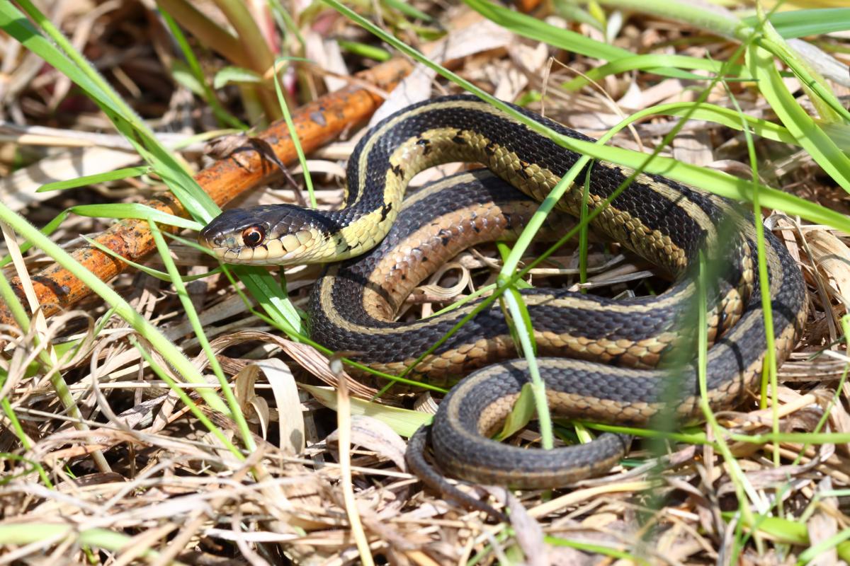 biologists-thought-this-snake-vanished-a-century-ago-now-it-s-back