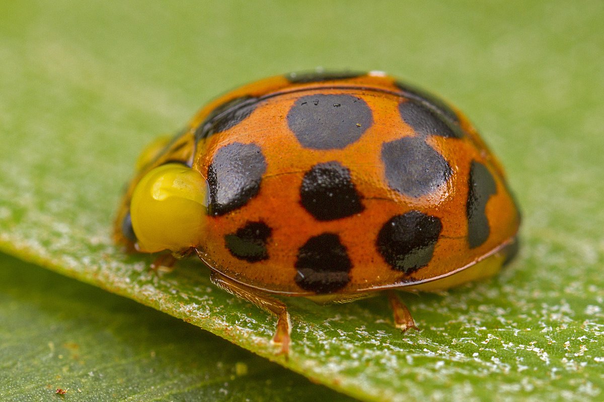 What Does It Mean When There Are A Lot Of Ladybugs In Your House