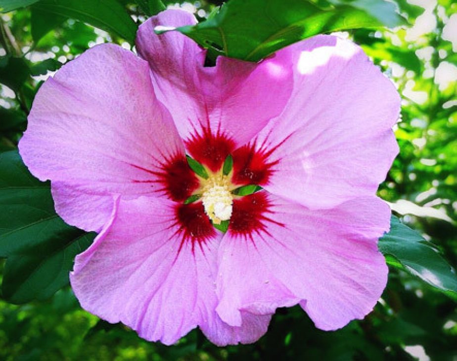 What is the lifespan of a rose of Sharon?