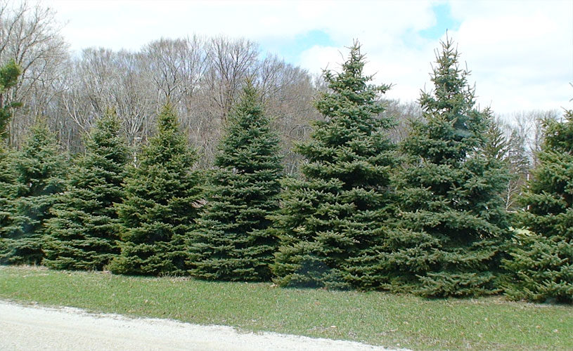 How far apart should Colorado blue spruce be?