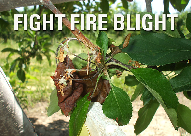 fire blight treatment for pear tree