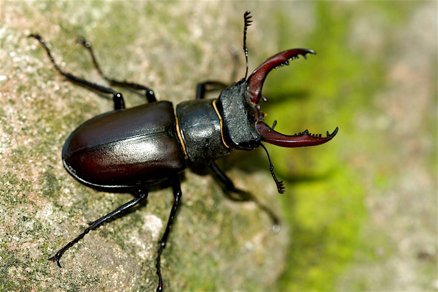 how-much-is-a-stag-beetle-worth