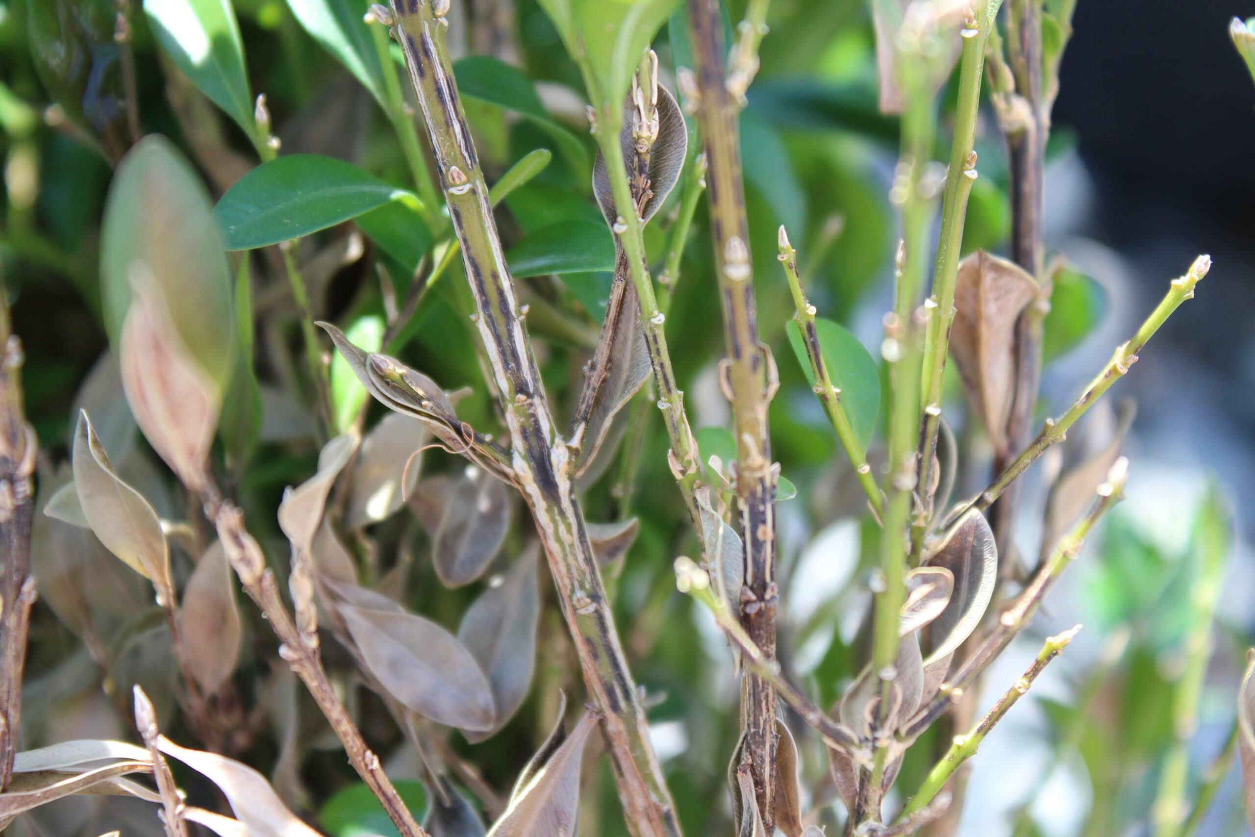 what-does-blight-look-like-on-boxwood