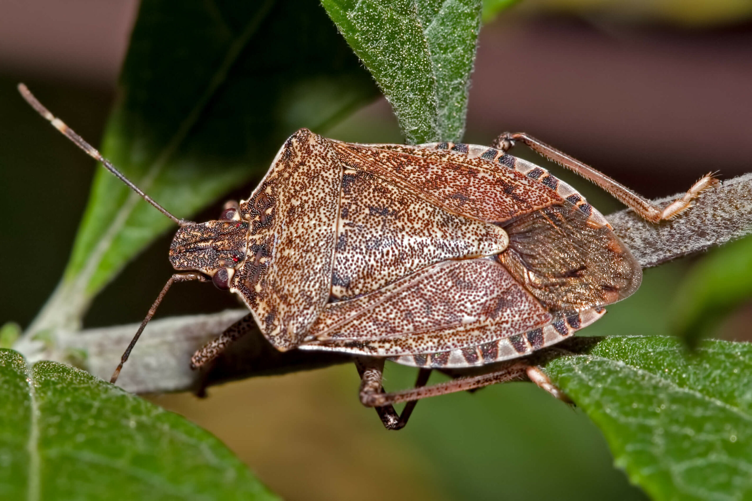 what-happens-if-you-touch-a-stink-bug