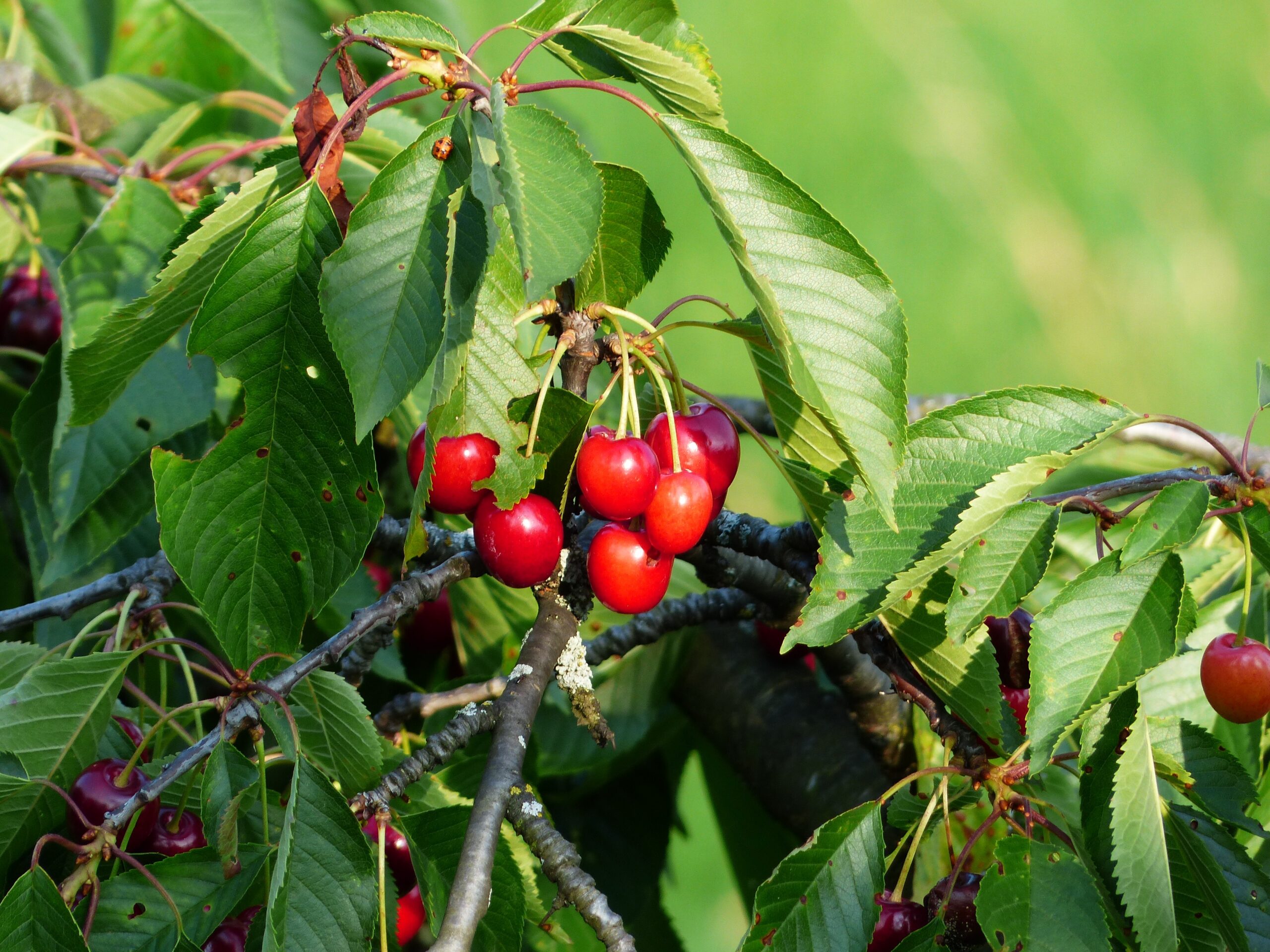 will-a-single-cherry-tree-produce-fruit