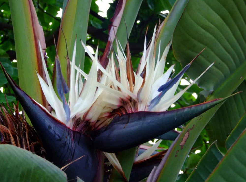 How tall does a giant bird of paradise grow?