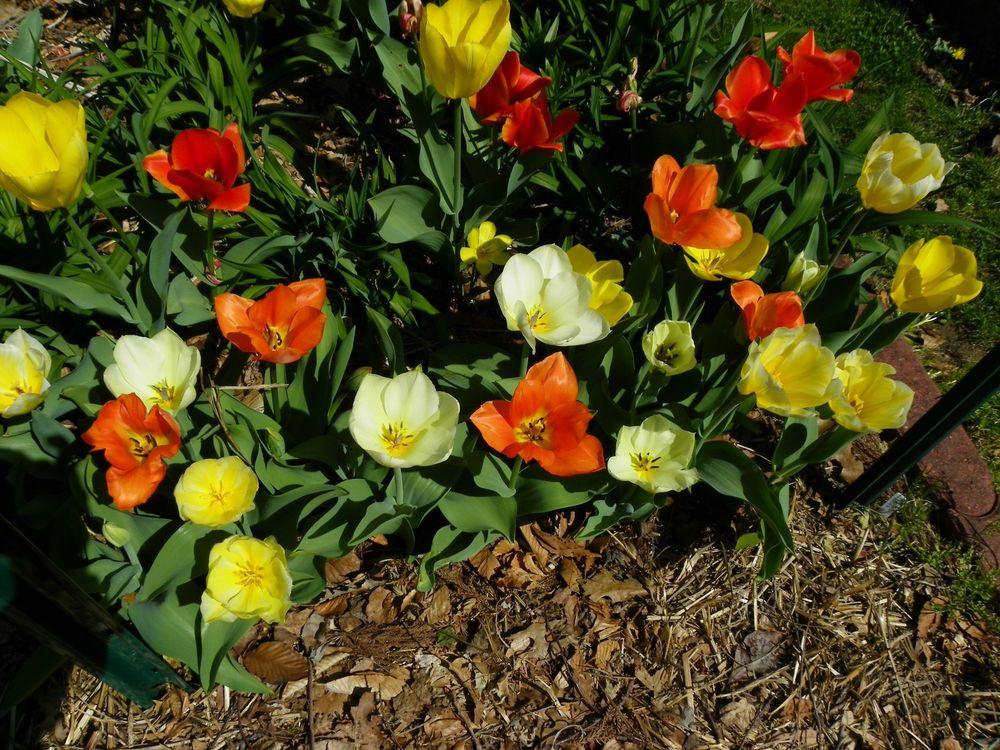 how-can-you-tell-if-a-tulip-is-annual-or-perennial