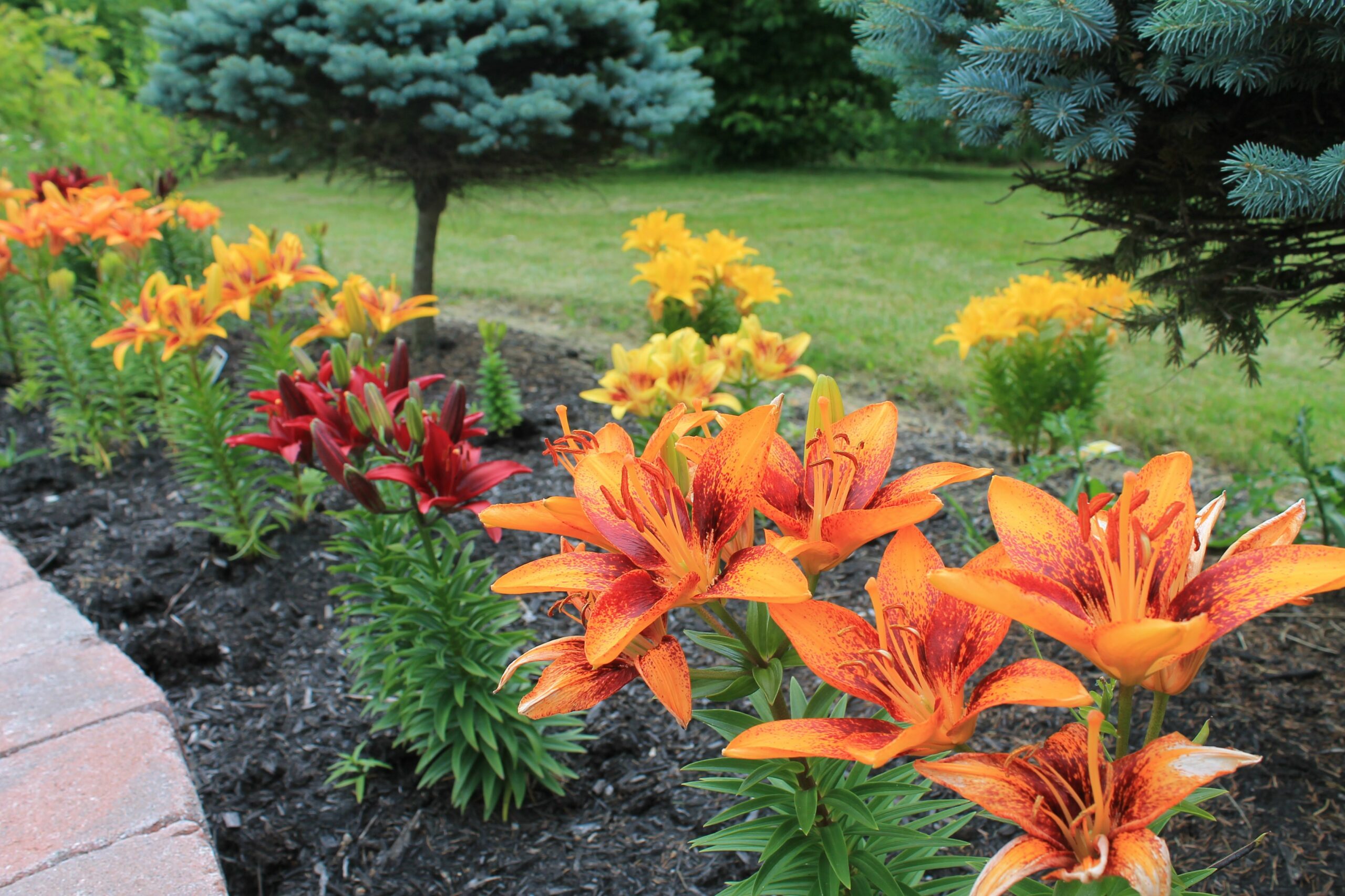 are-aloha-lilies-perennials