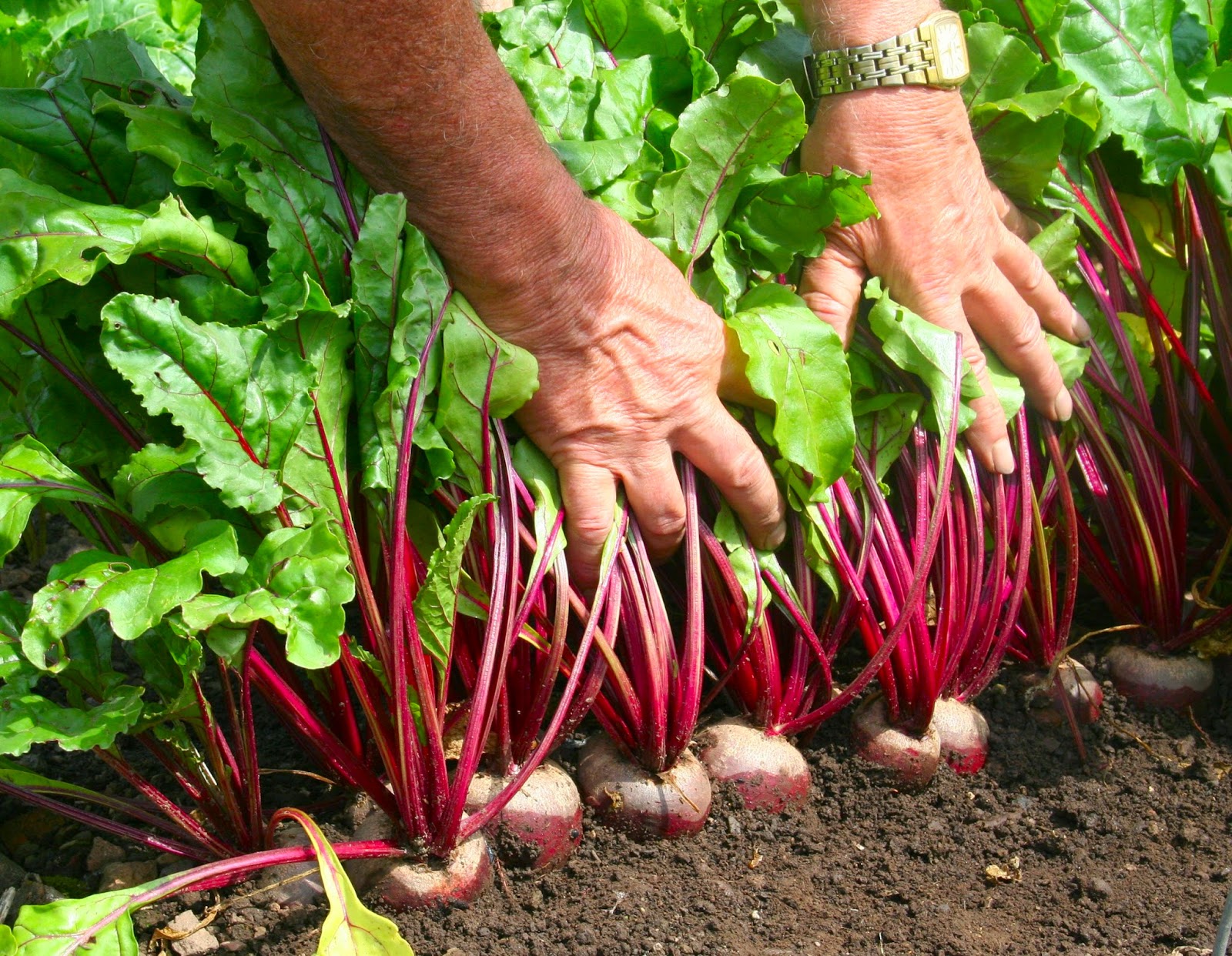 how-do-you-know-when-beetroot-are-ready-to-harvest