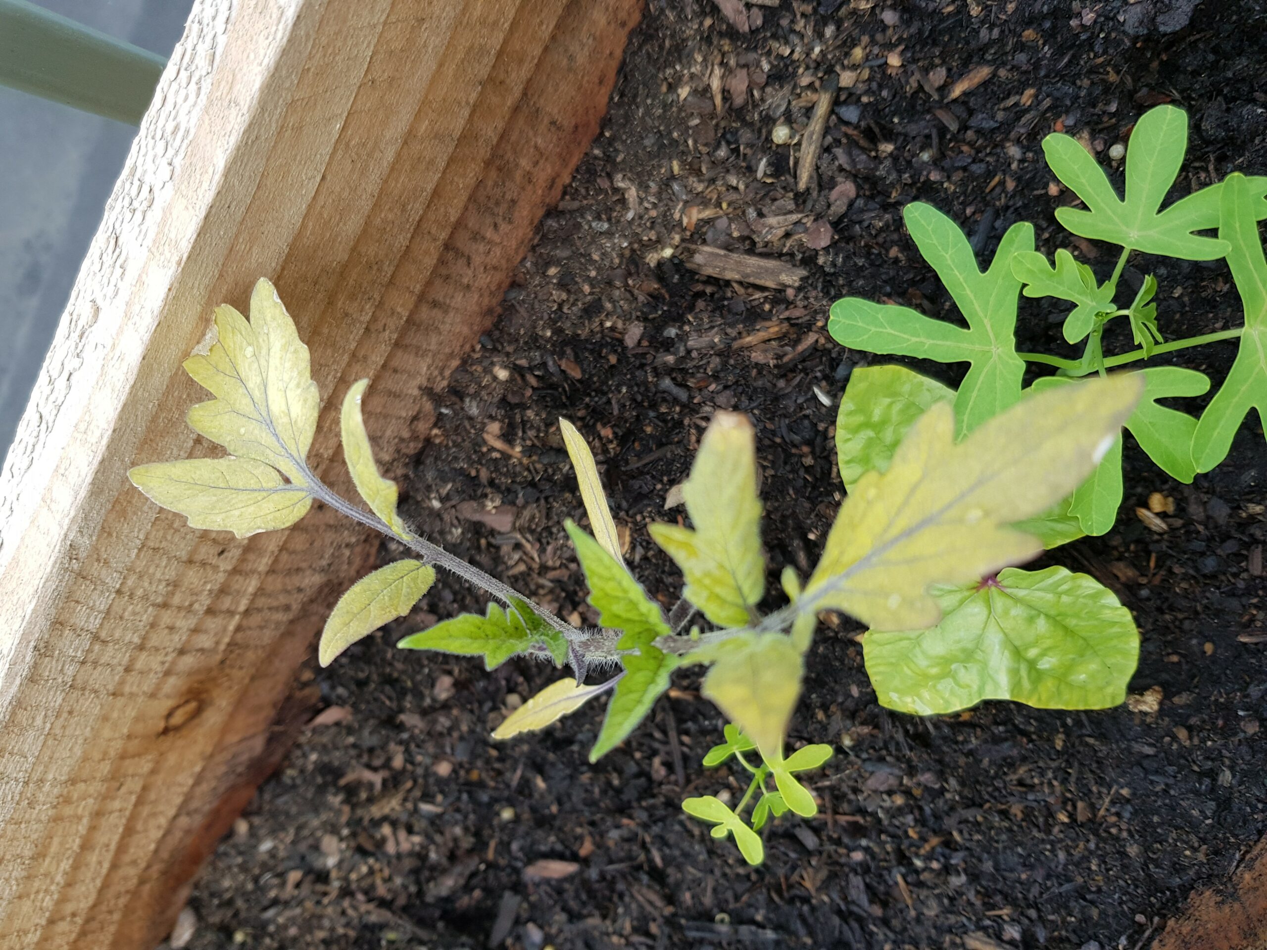 Can I put my tomato plants outside yet?