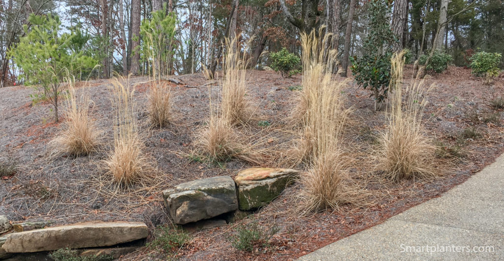 should-you-cut-back-ornamental-grasses