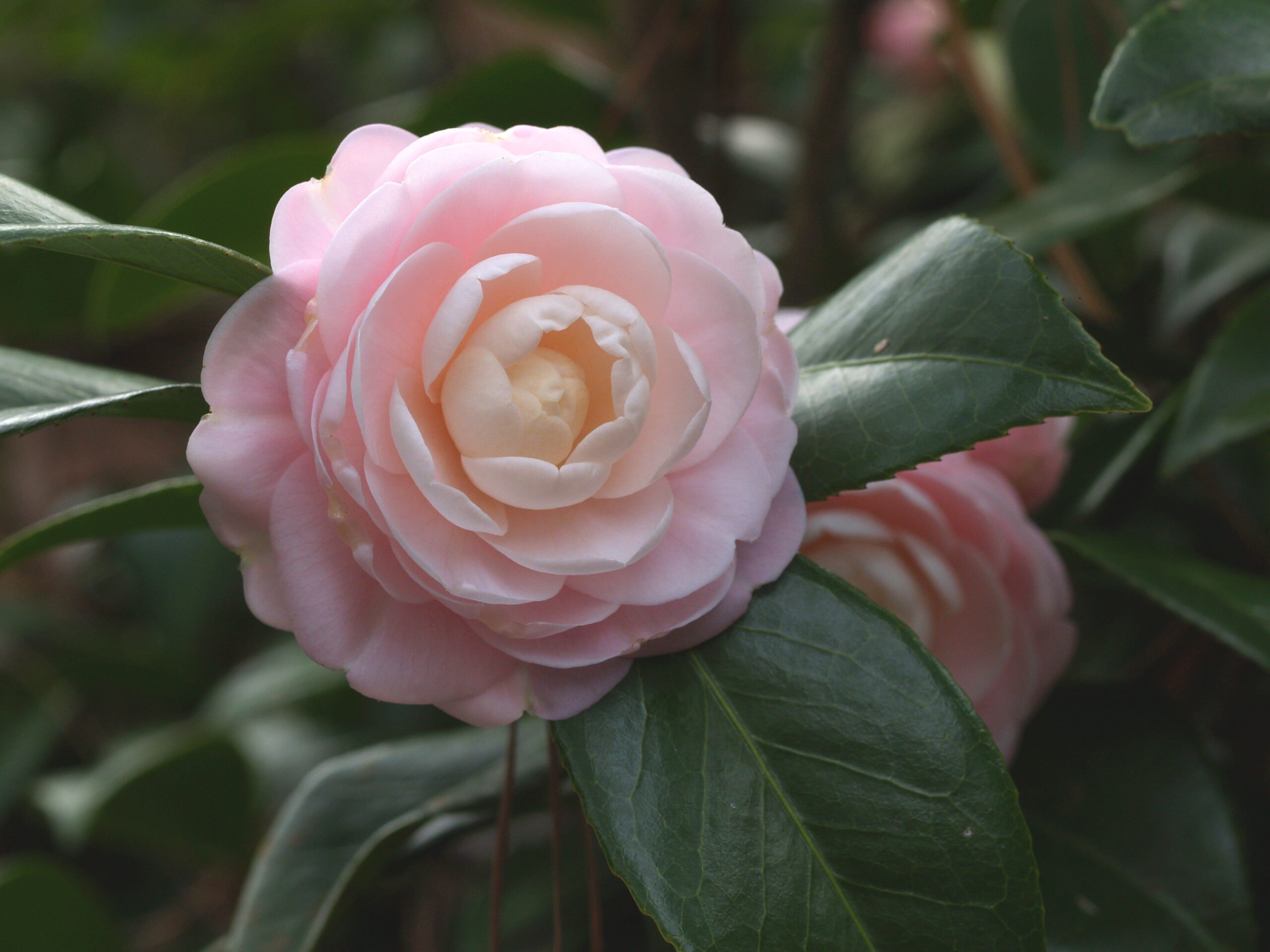 What is the difference between japonica and sasanqua camellia?