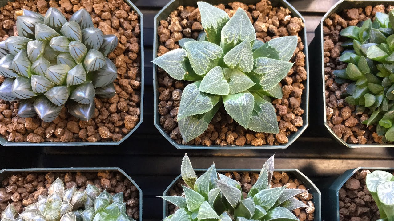 how-often-should-you-water-a-haworthia