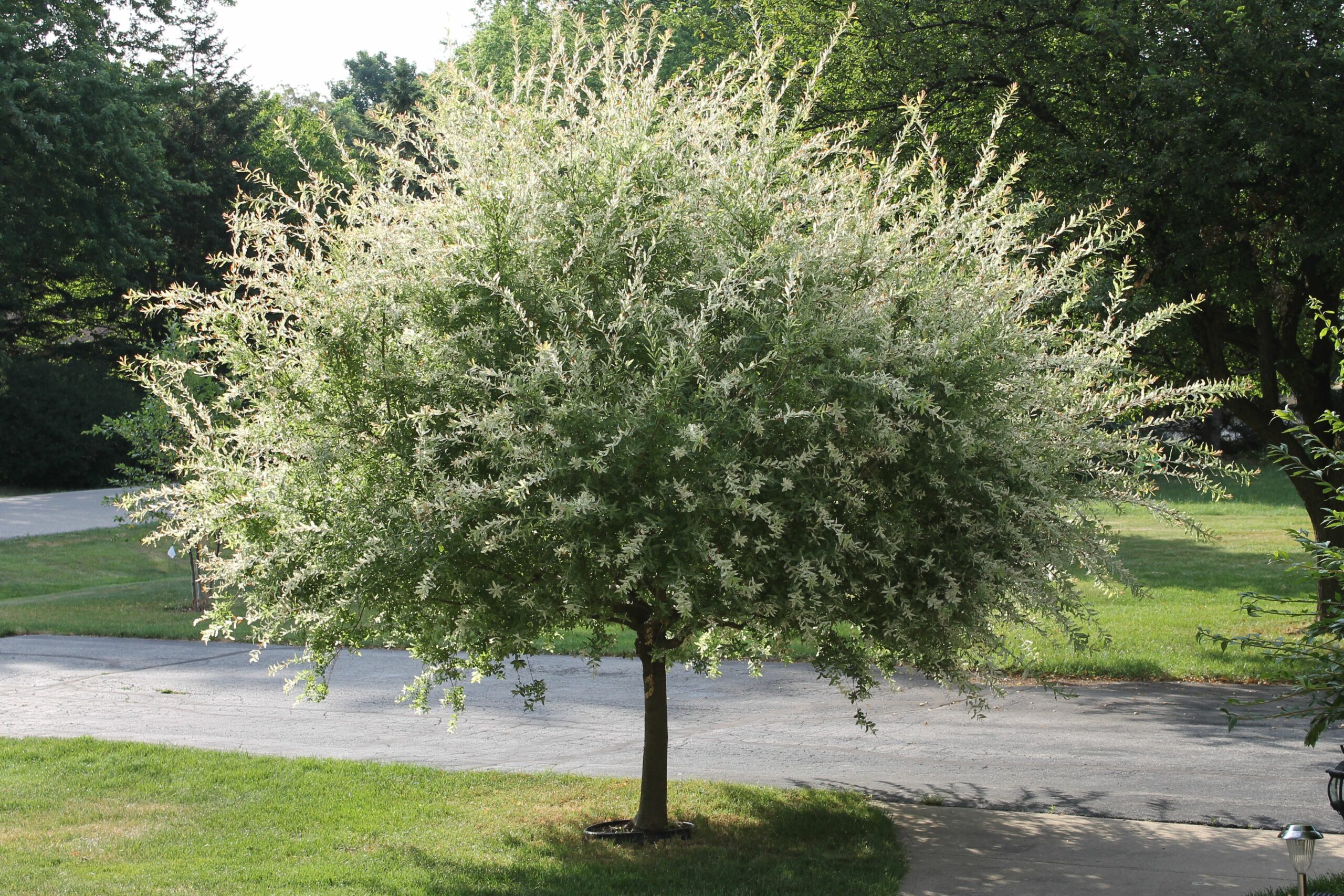 Is a dappled willow a tree or a bush? – Artkraft.fr | Your #1 source of ...