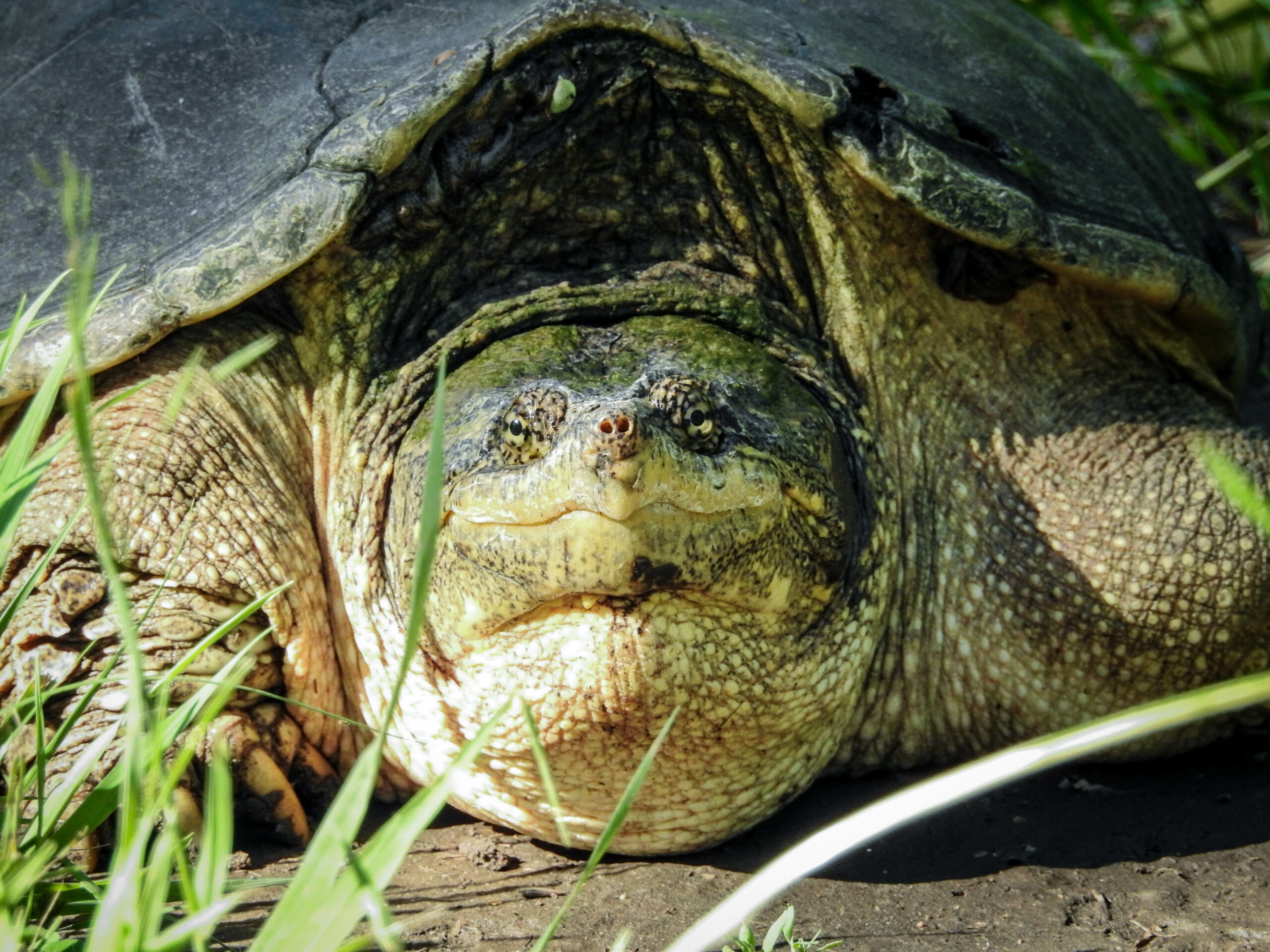 eastern-box-turtle-laying-eggs-youtube