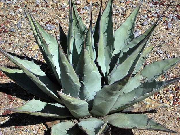 Are Agave Plants Poisonous 