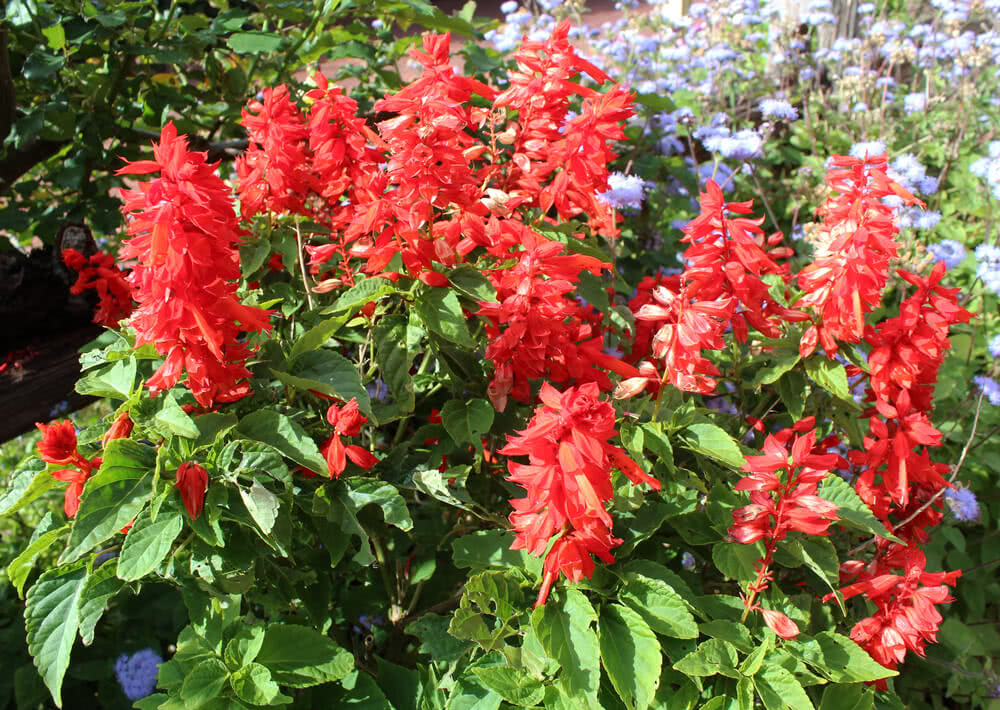 what-plant-has-red-flowers