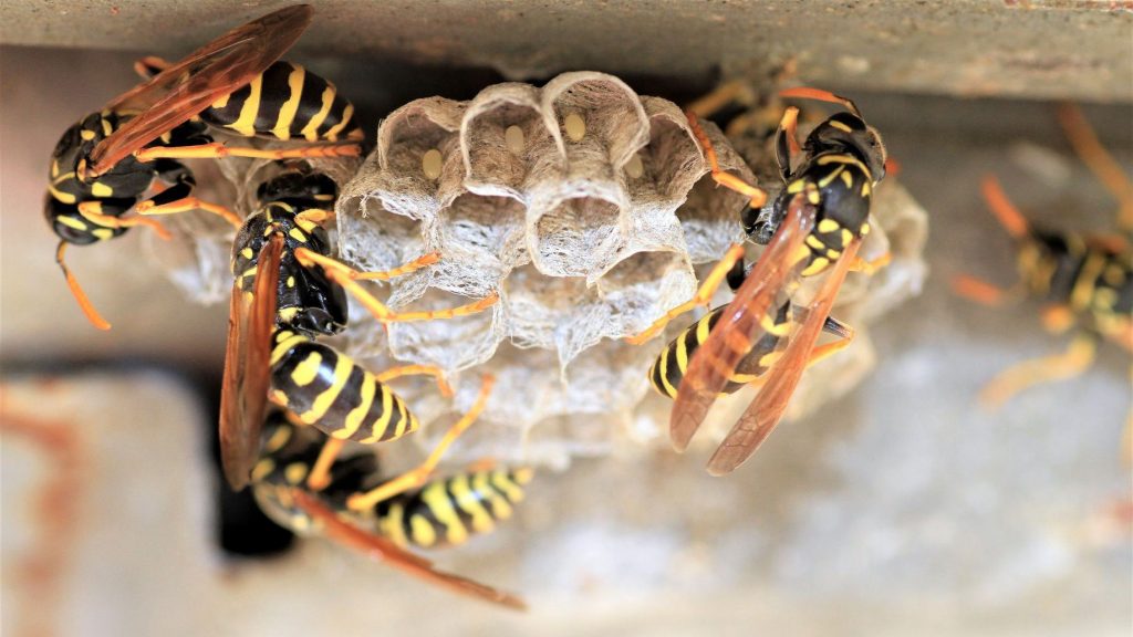 How do I get rid of wasps and bees on my porch?