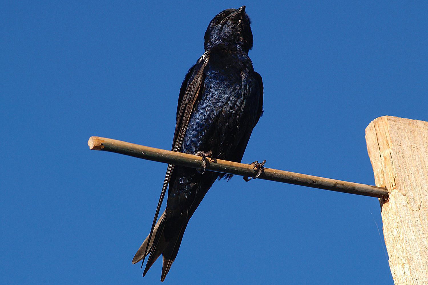 how-do-you-attract-purple-martins-to-a-purple-martin-house