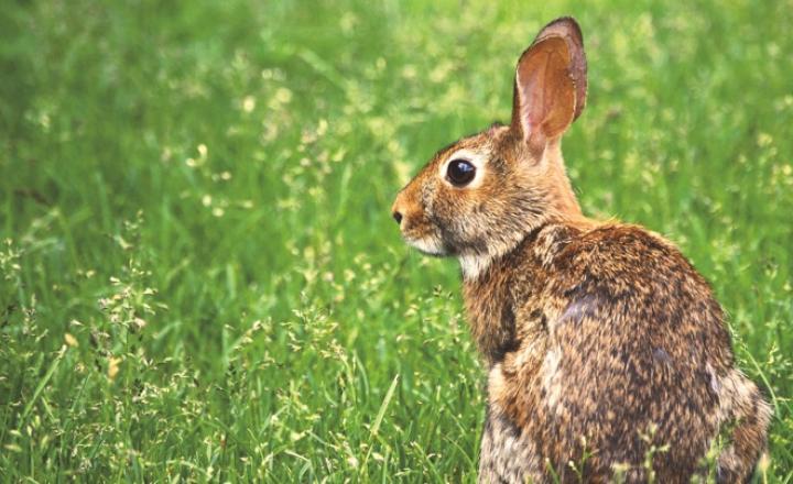 How do I get rid of rabbits in my yard naturally? – Artkraft.fr | Your