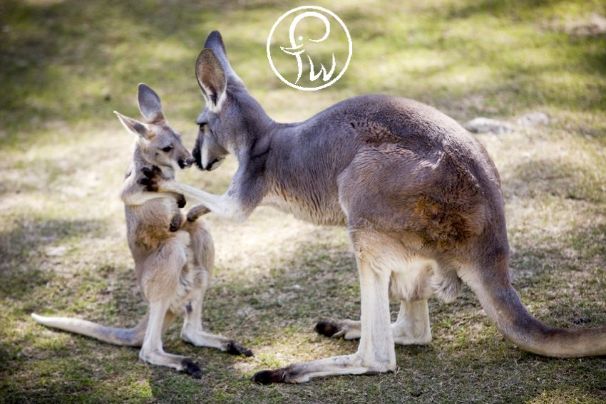 What are female kangaroos called?