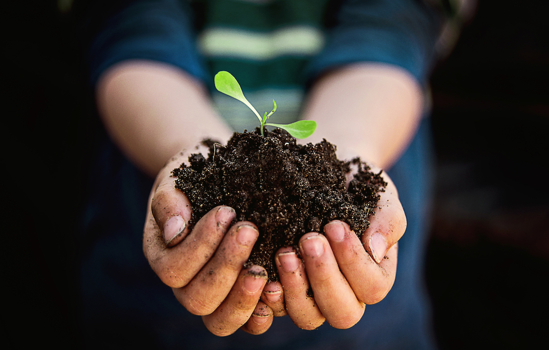 what-do-you-put-in-soil-for-annuals