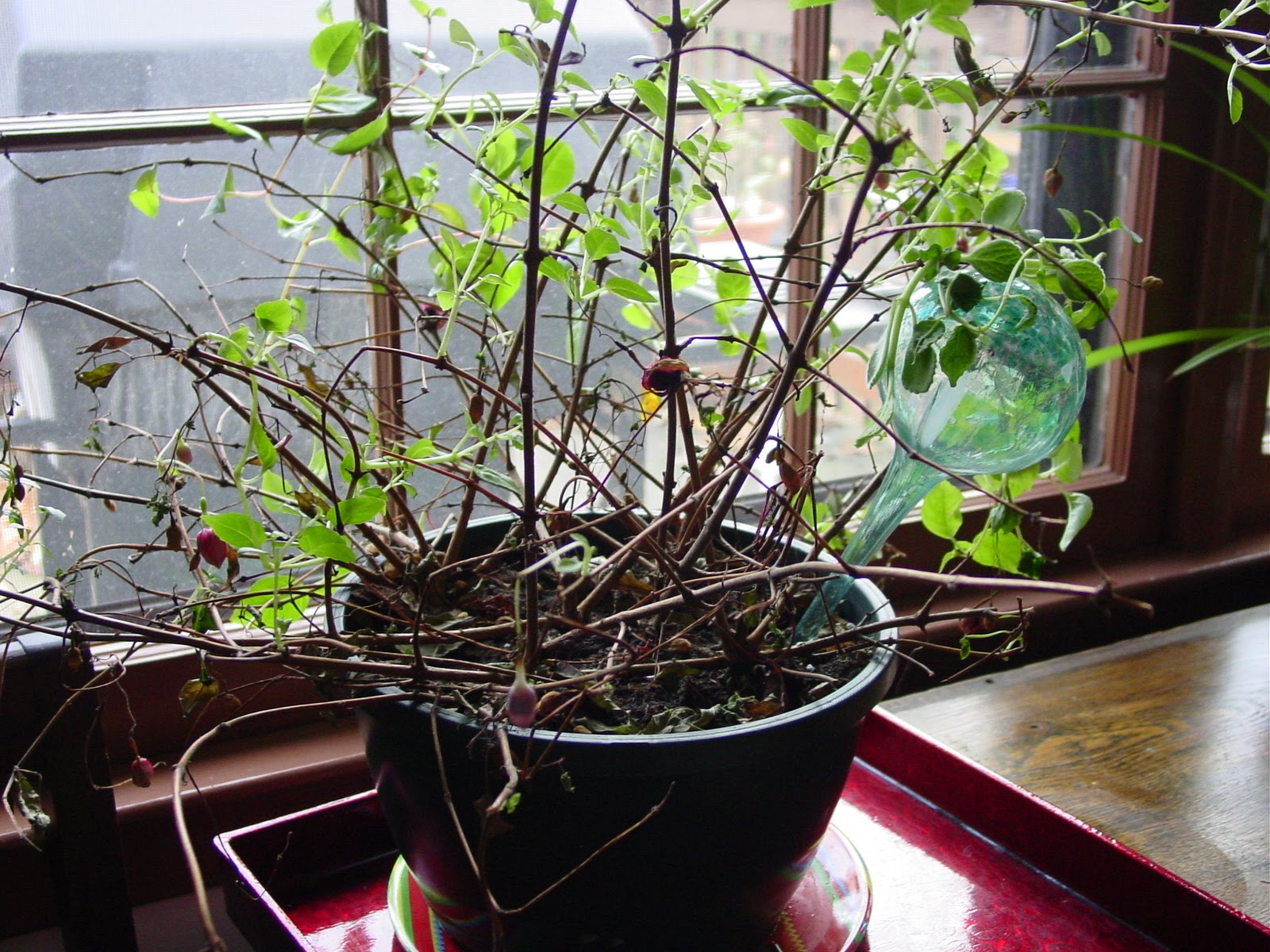 should-i-cut-back-fuchsias-to-overwinter