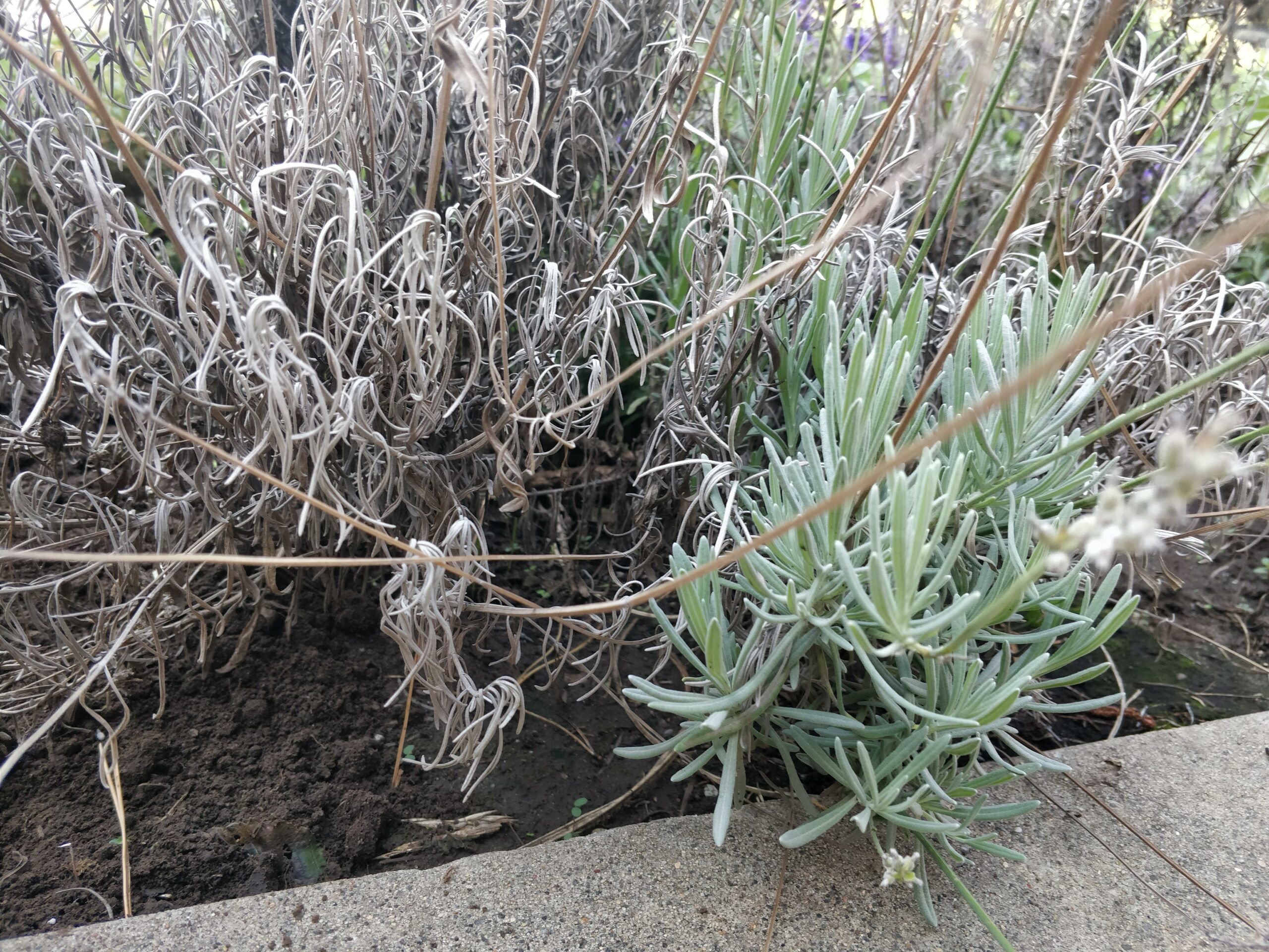 Why is my indoor lavender plant dying? Artkraft.fr Your 1 source