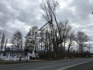 Why are elm trees dying?