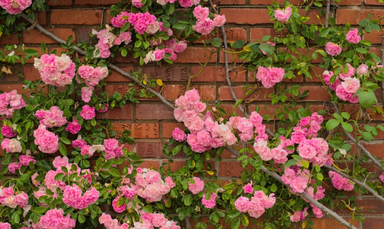 What are climbing roses called? – Artkraft.fr | Your #1 source of Arts ...