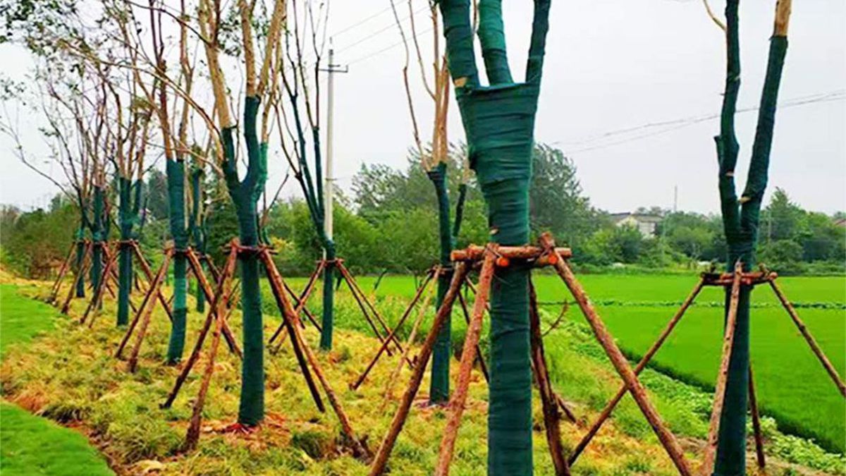 how-do-you-wrap-a-tree-to-protect-cicadas