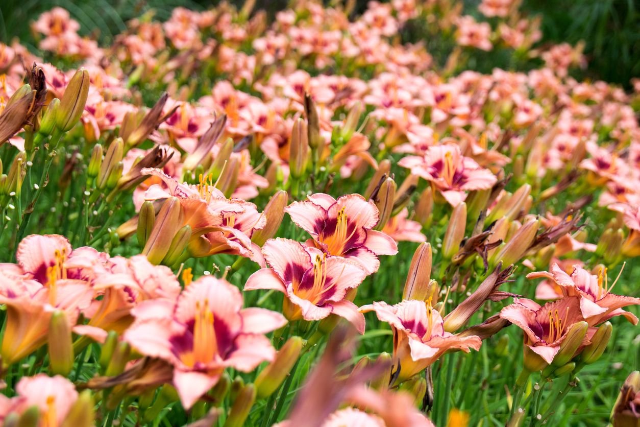 How do you divide daylily clumps?