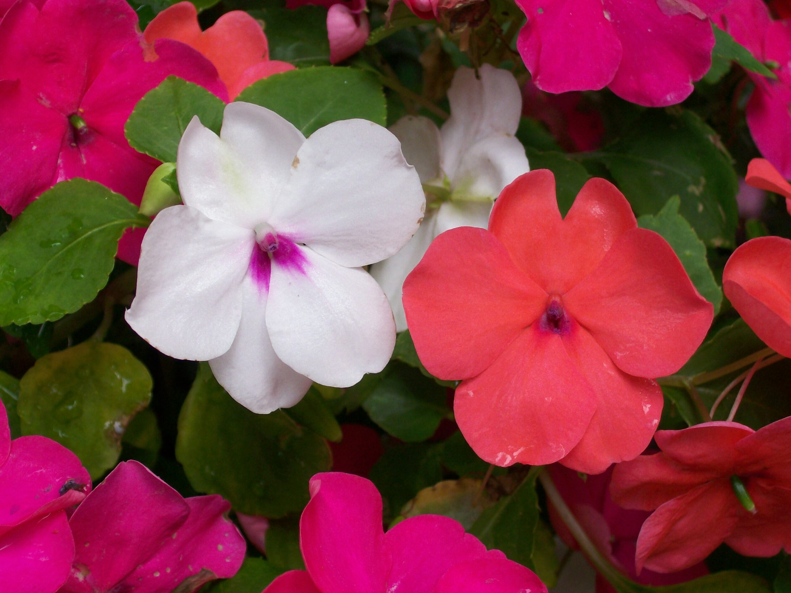 How long do impatiens plants live?