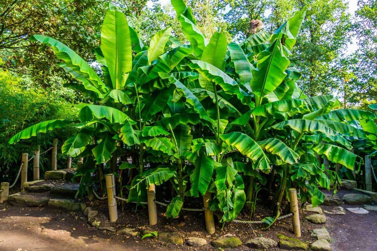 How Tall Do Dwarf Banana Trees Grow 