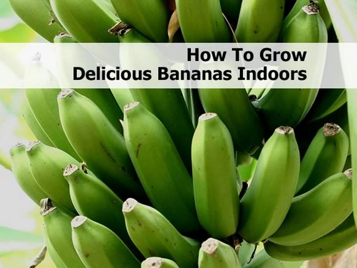 how-do-you-make-bananas-grow-bigger