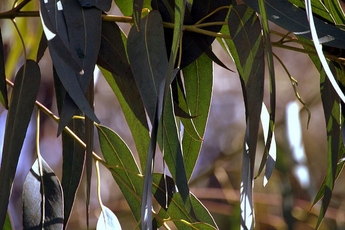 How do you cook eucalyptus leaves? Artkraft.fr Your 1 source of