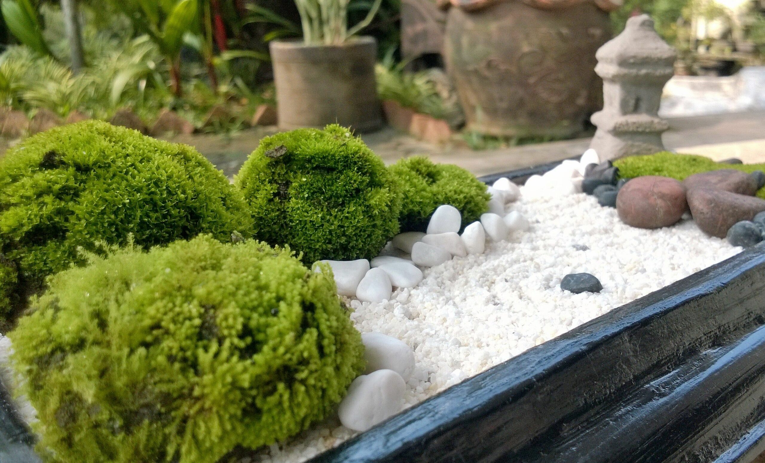 what-kind-of-sand-do-you-use-in-a-zen-garden