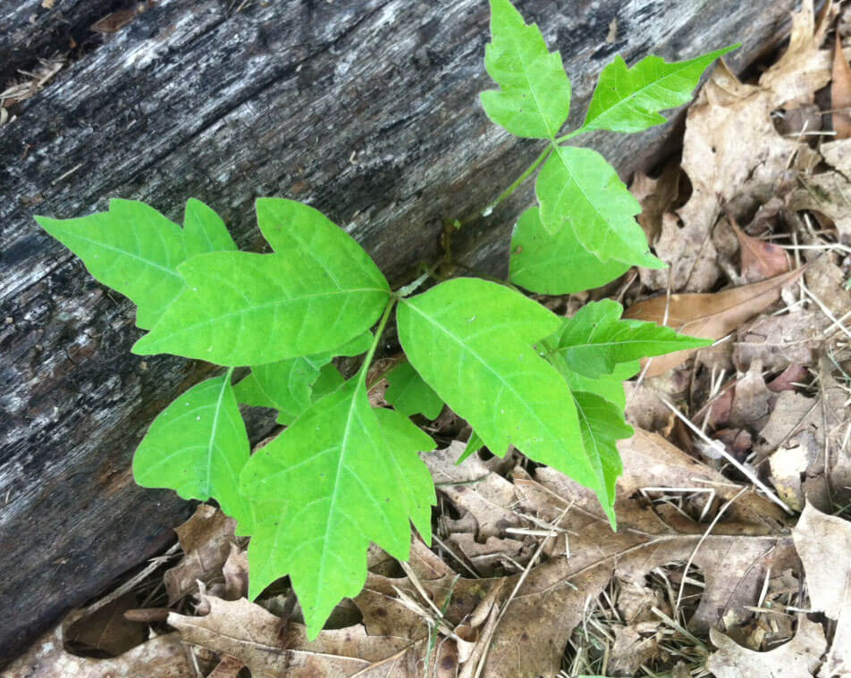 how-do-you-identify-poison-ivy-berries