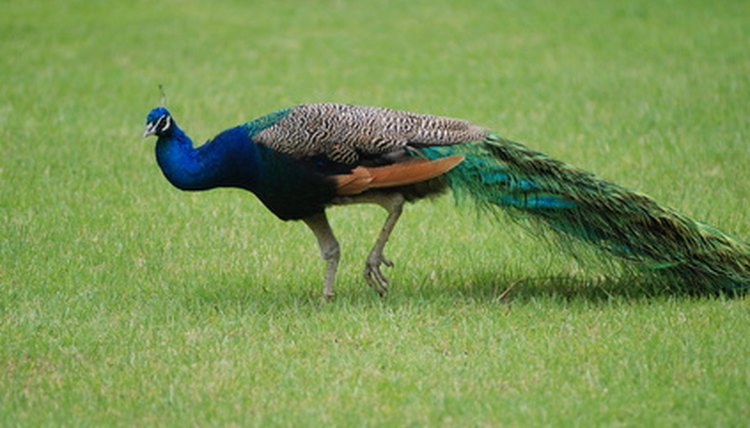 is-it-legal-to-own-peacocks