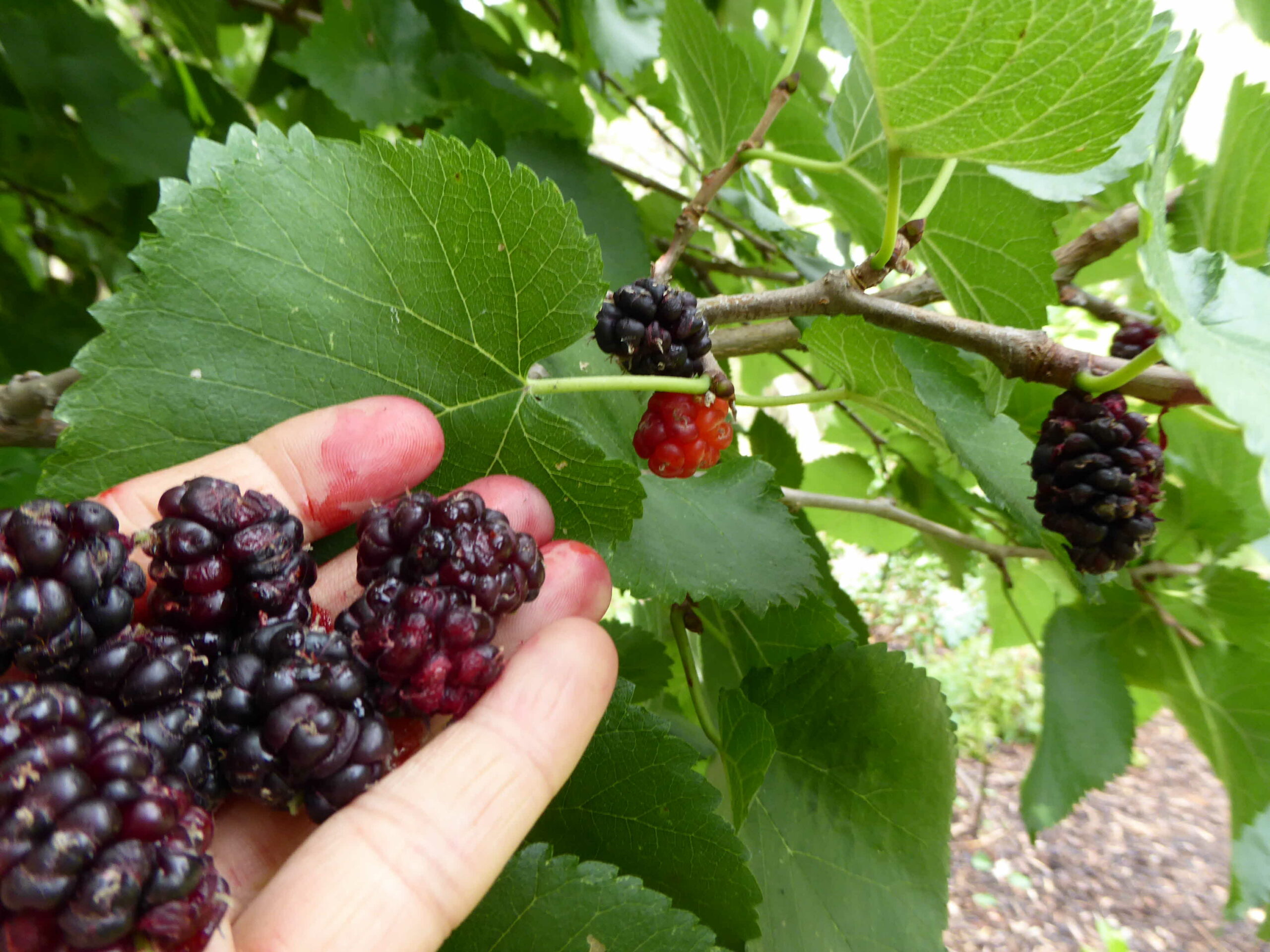 Do you need two mulberry trees to get fruit?