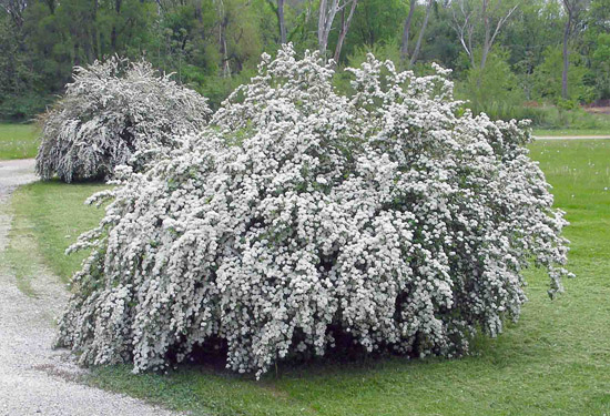 how-do-you-keep-spirea-from-spreading