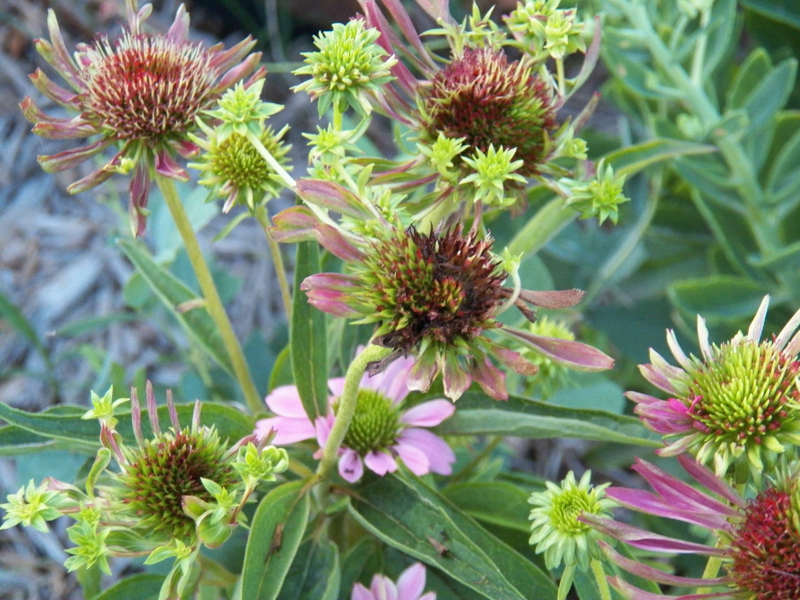 How is aster yellows spread?