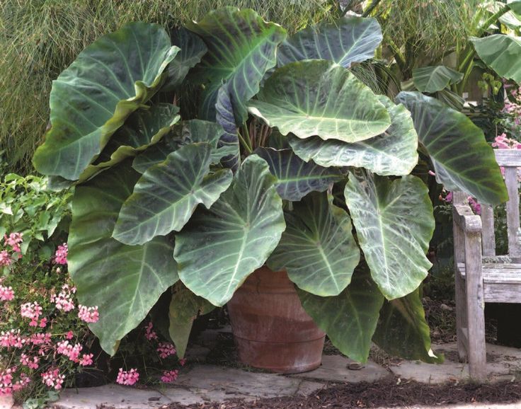 Can elephant ears live indoors? – Artkraft.fr | Your #1 source of Arts