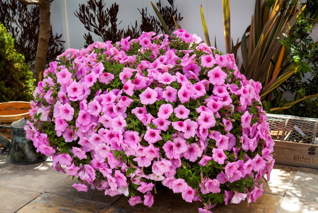 What to plant with petunias in hanging baskets?