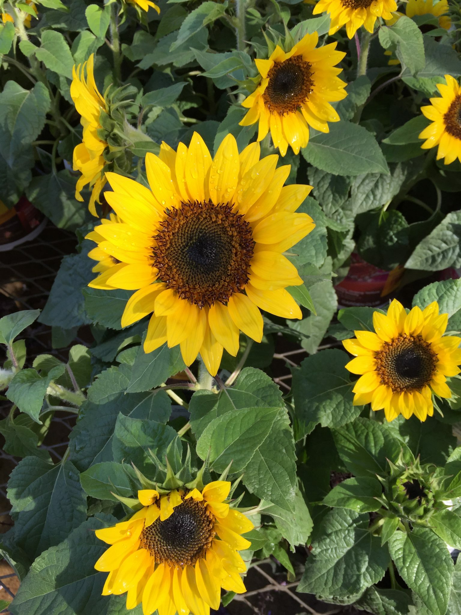 Are dwarf sunflowers annuals or perennials?