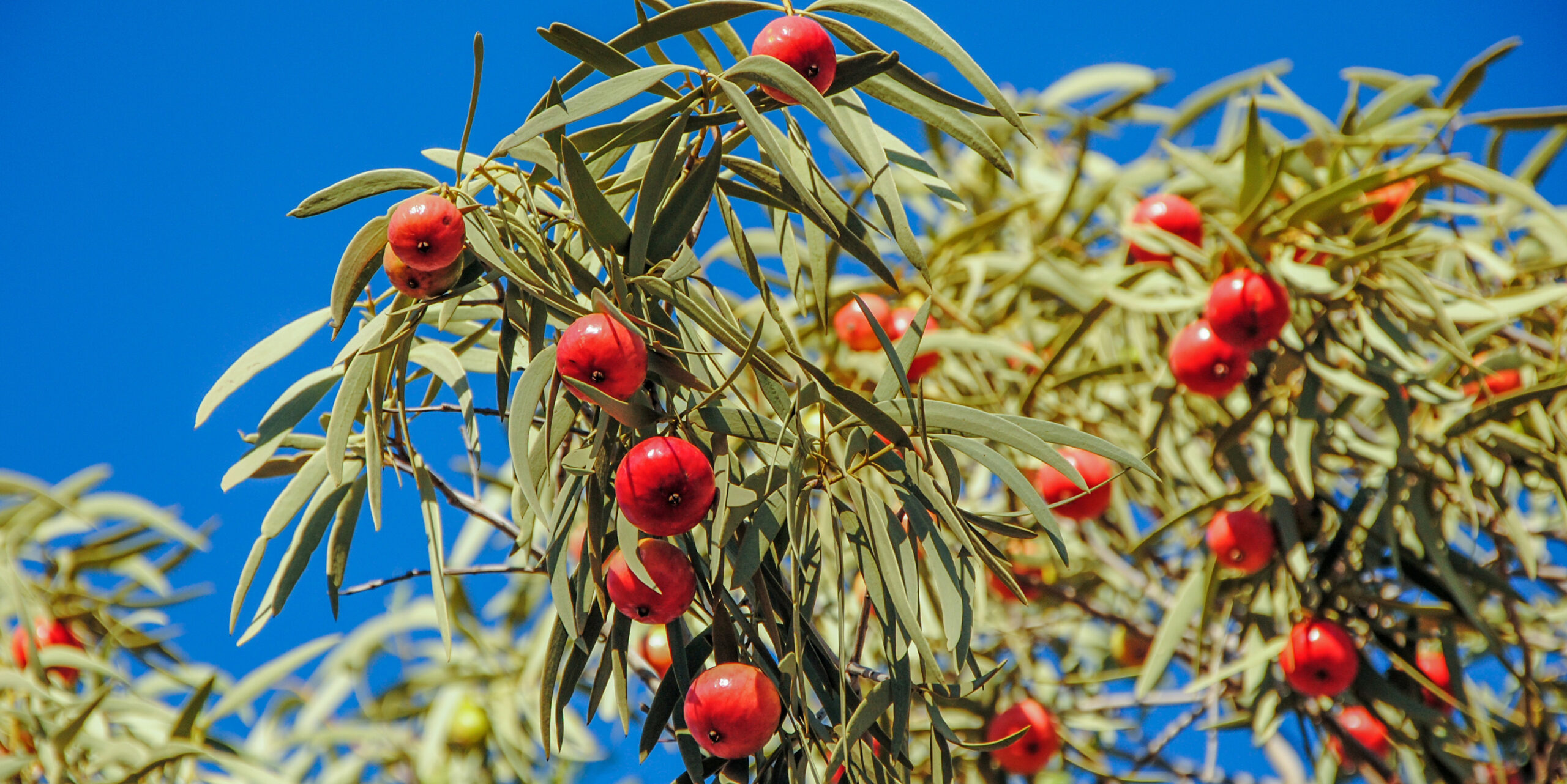 how-big-is-a-quandong-fruit