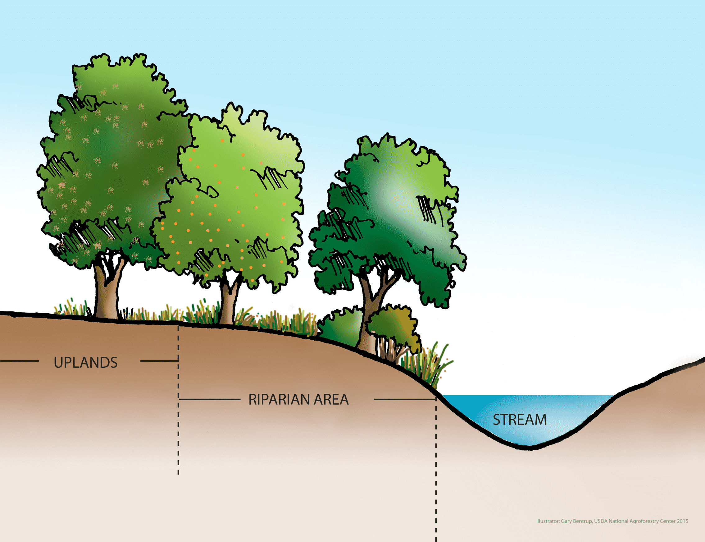 why-is-a-riparian-zone-so-important