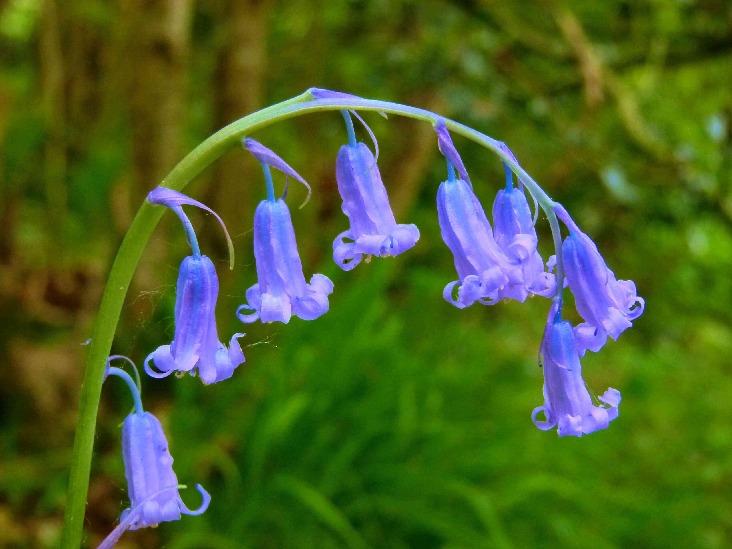 What Month Do Bluebells Flower 